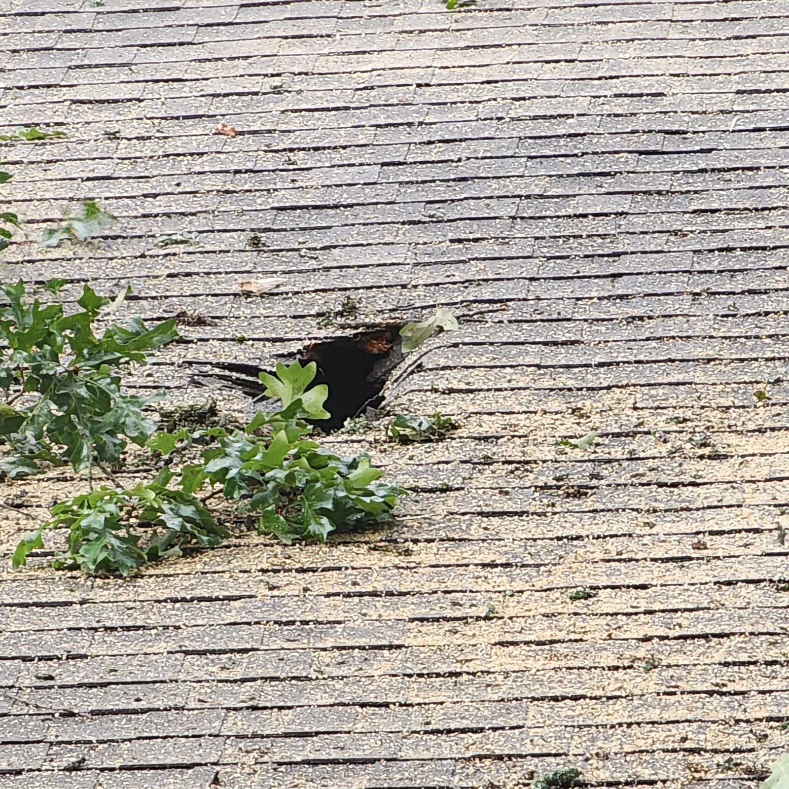 Roof damage caused by the impact of a fallen tree in Northeast Arkansas.