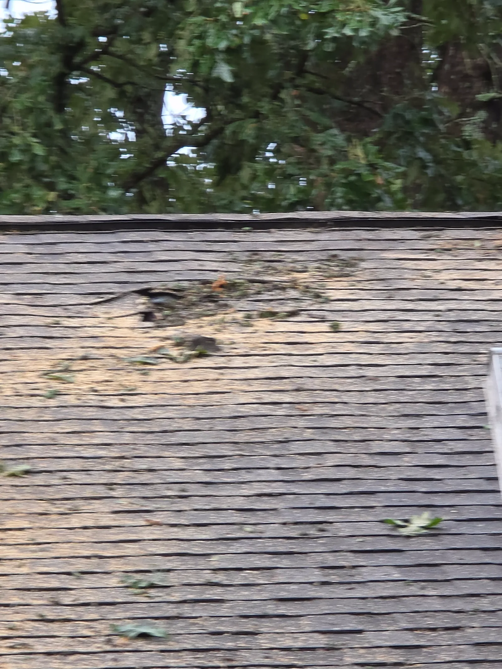 Storm-created hole through roof decking that allowed water intrusion into the home.