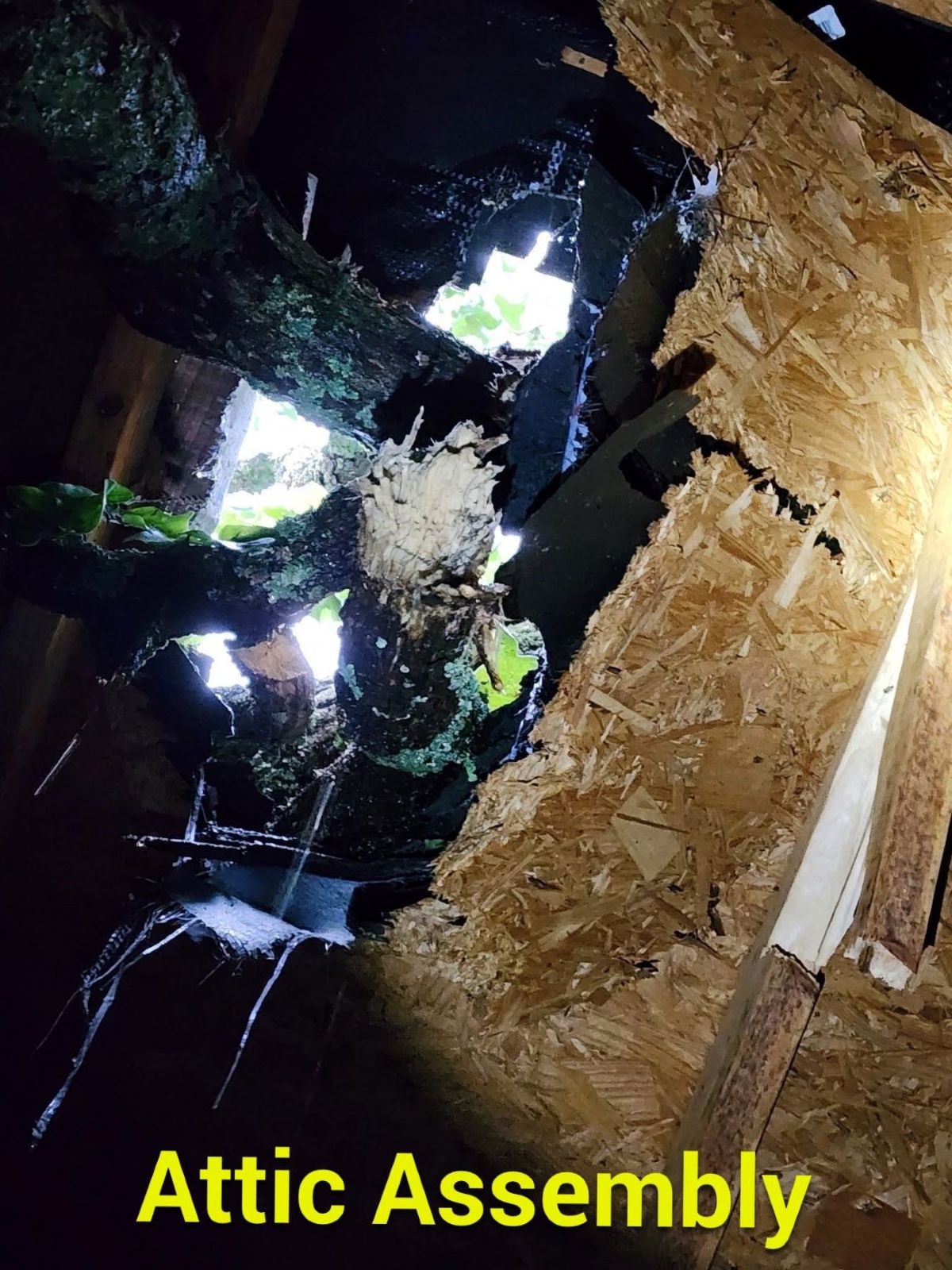 Tree fallen through the roof of a storm-damaged Northeast Arkansas property